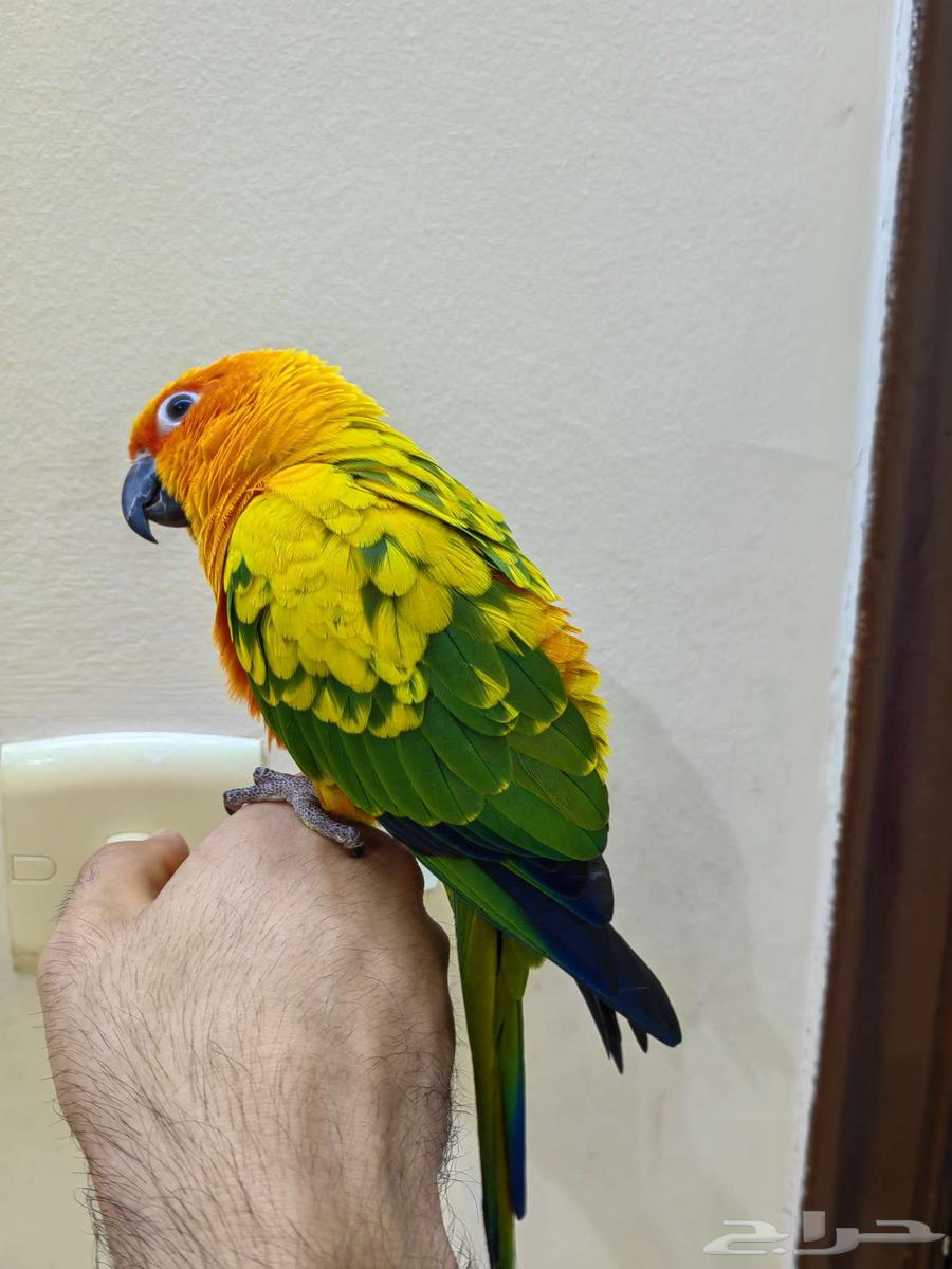 Sun Conure Parrot Trained by Hand Like a Pet Dove64376229801987111