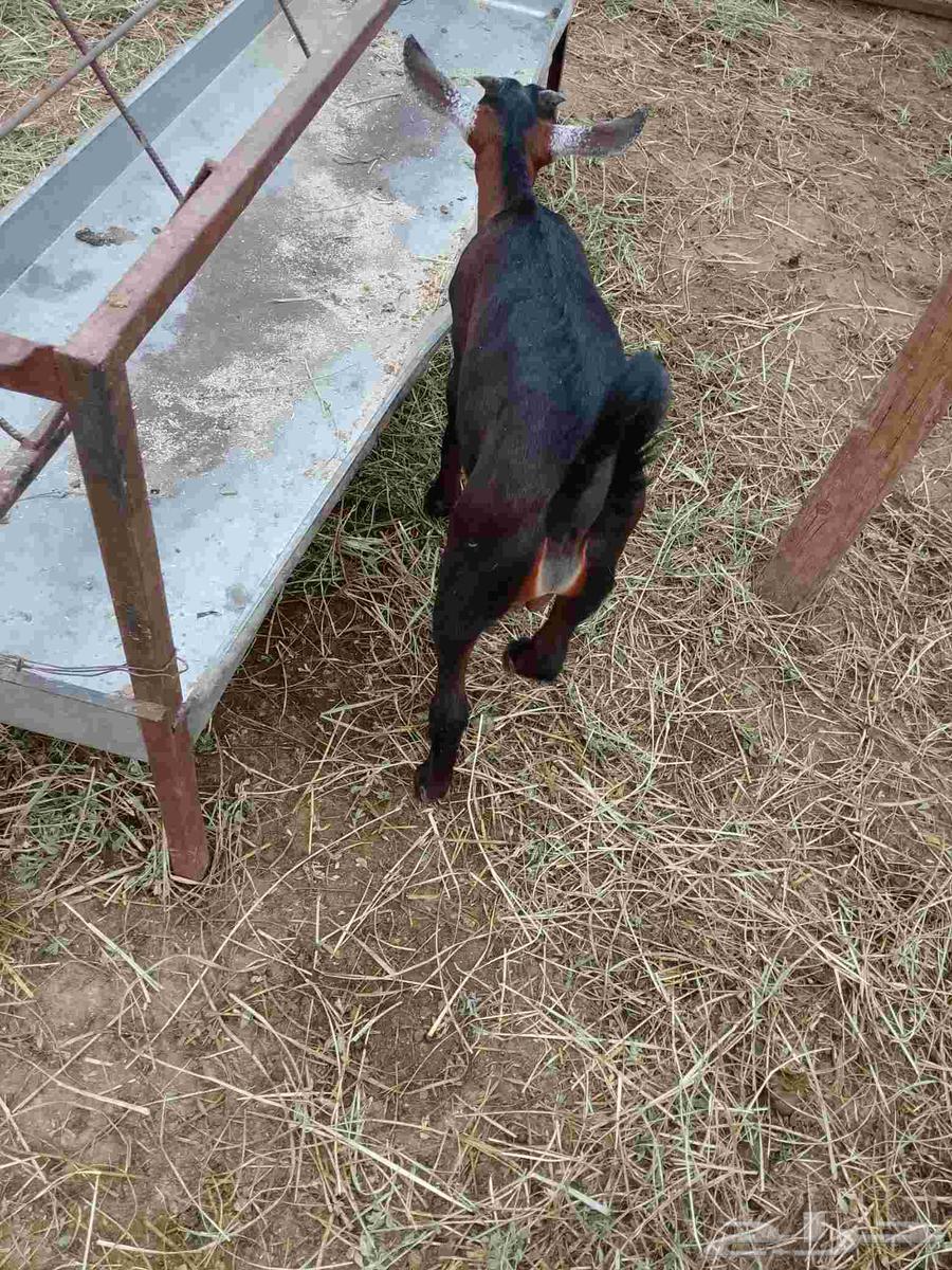 Goat for the elderly, approximately 3 months old, located in Al-Eidabi64376900390145113