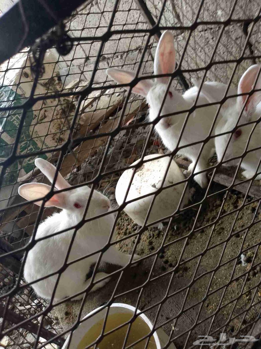 3ارانب فرنسي ذكر للبيع64371584845697110