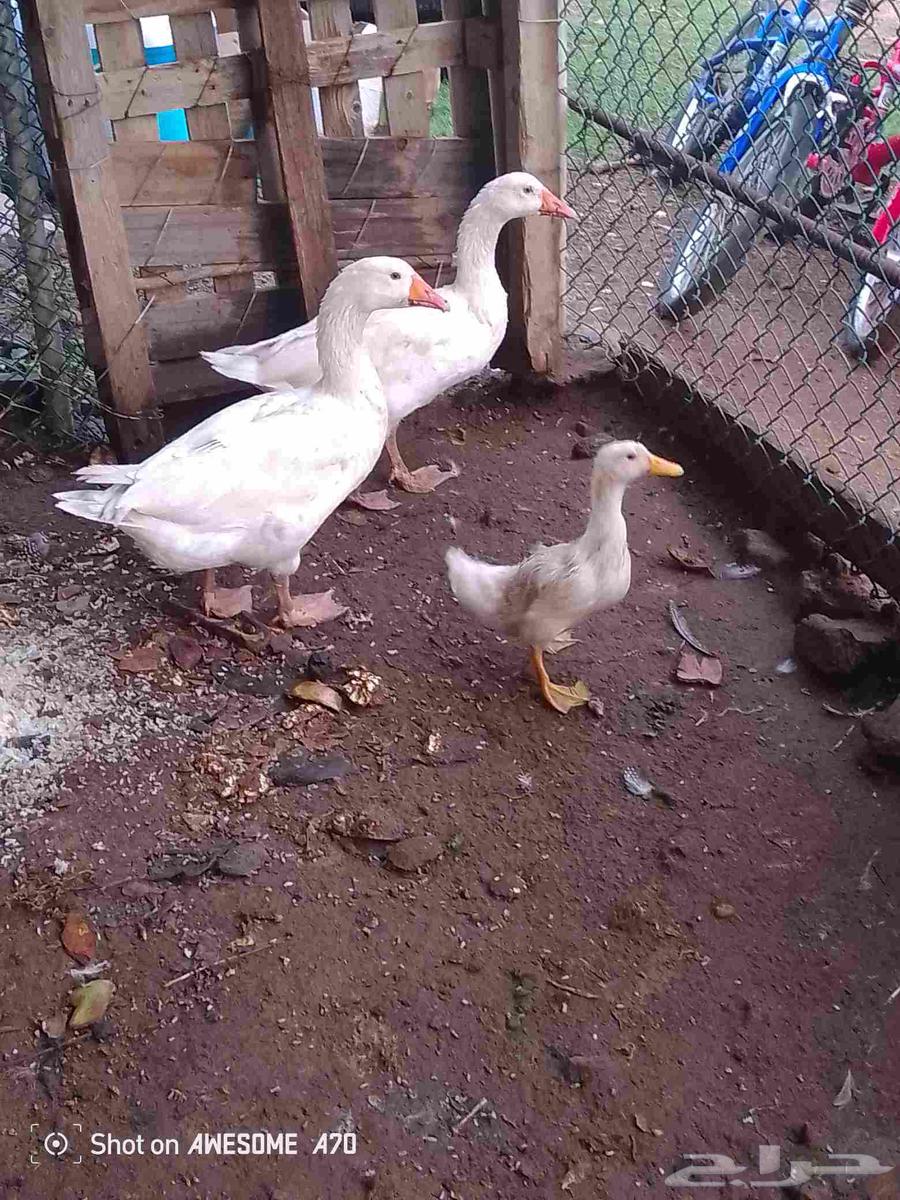 وز للبيع64365010990337110