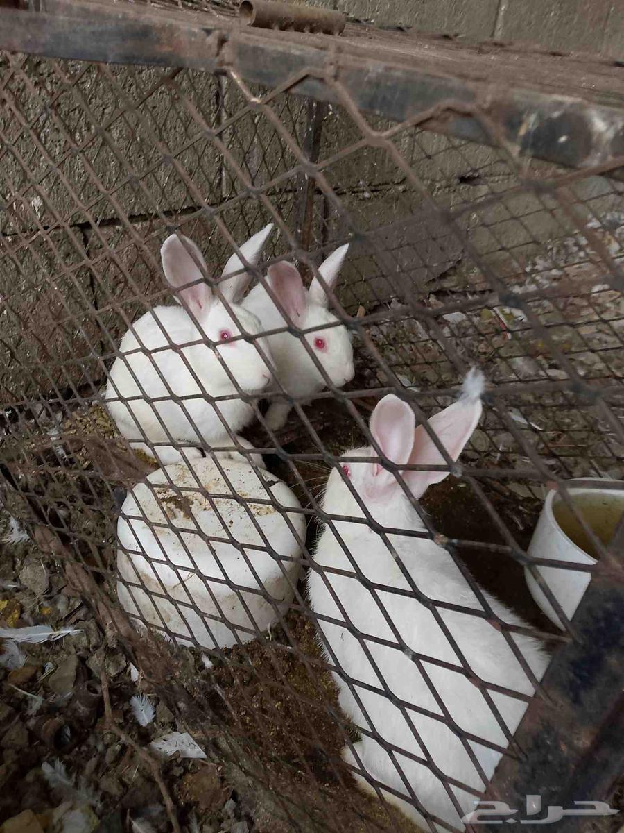 3ارانب فرنسي ذكر للبيع64371584845697111