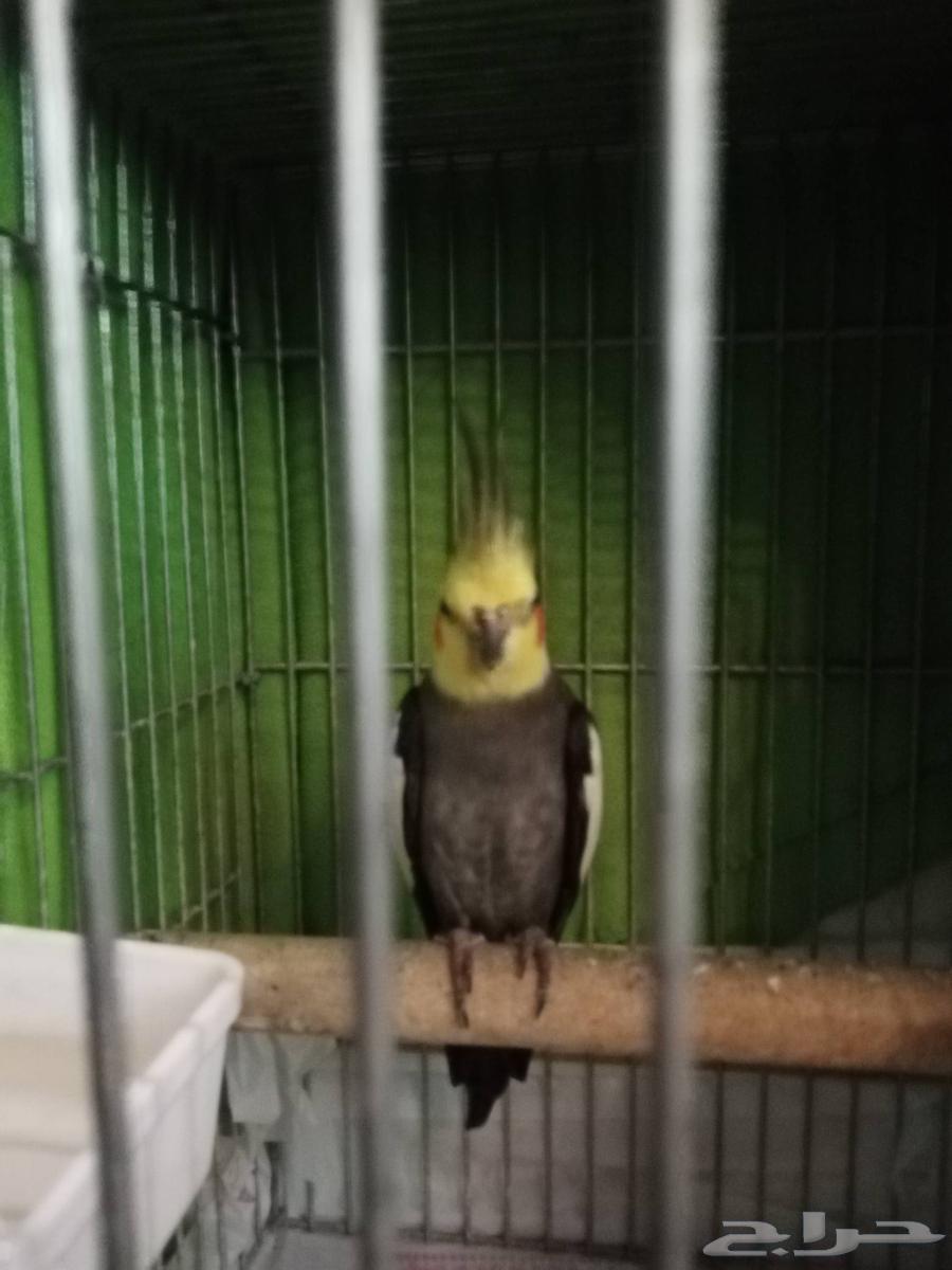 للبيع كروان أليف64369718766721110