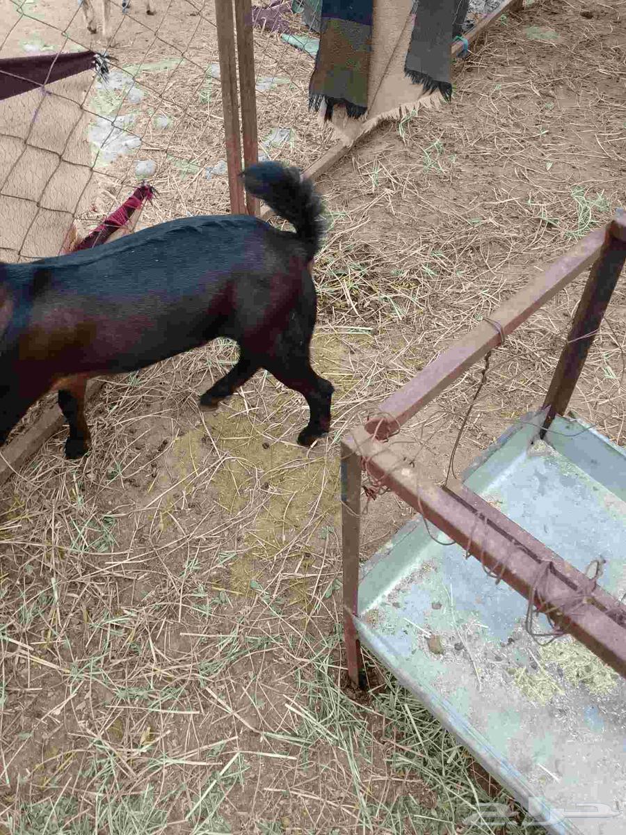 Goat for the elderly, approximately 3 months old, located in Al-Eidabi64376900390145111