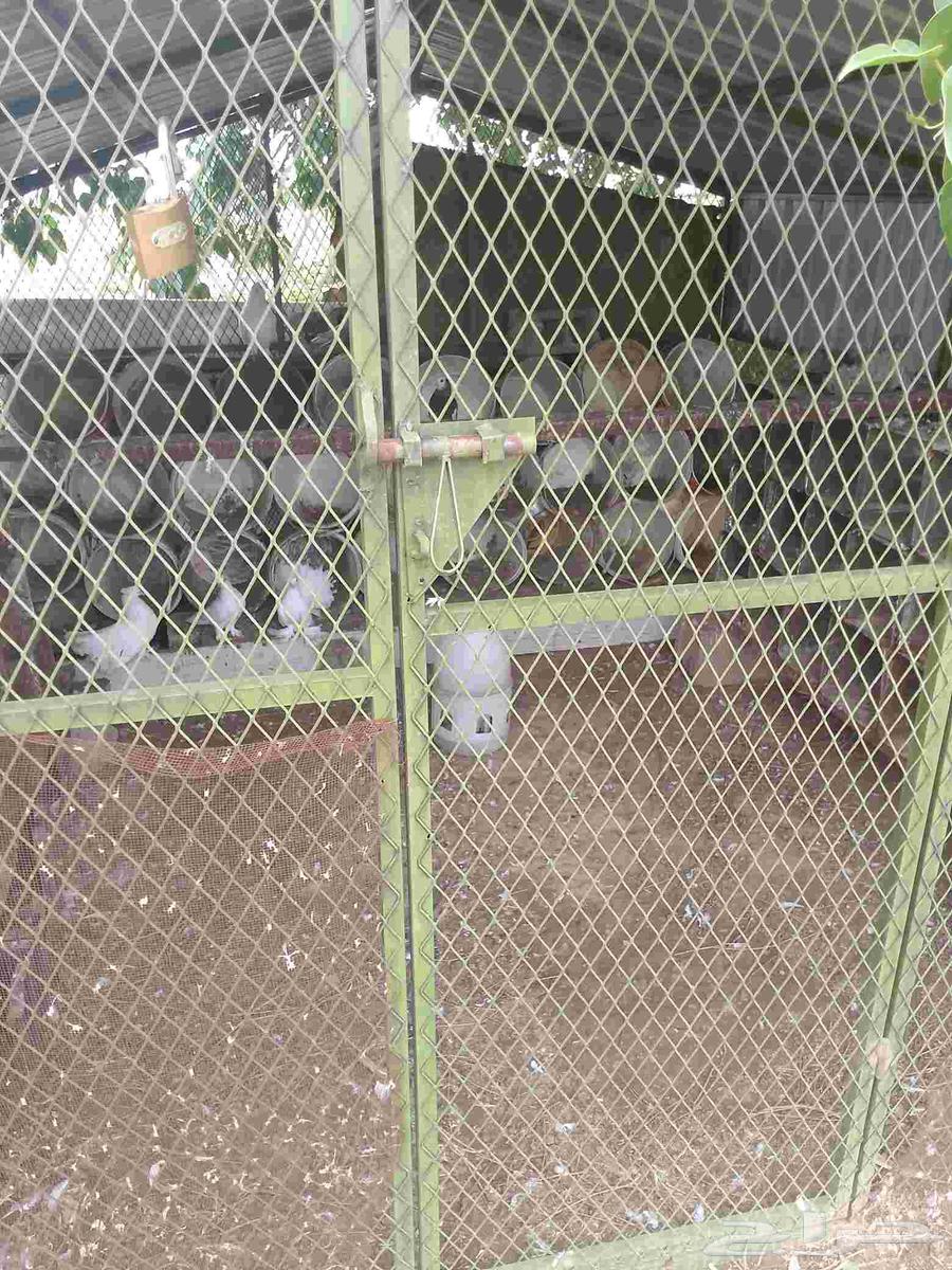 His brother's new net is three meters by two and a half meters with all his belongings64368966199553114