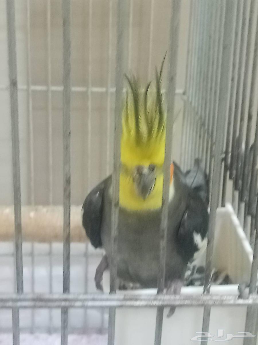 للبيع كروان أليف64369718766721113