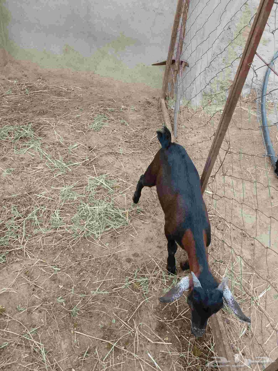 Goat for the elderly, approximately 3 months old, located in Al-Eidabi64376900390145114