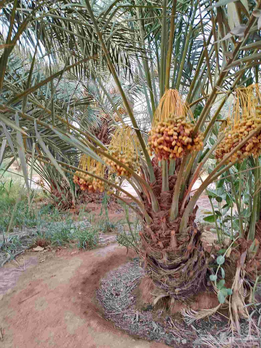 نخل مثمر للبيع خلاص صقعي برحي شيشي هلالي سكري منيفي64370799192577110