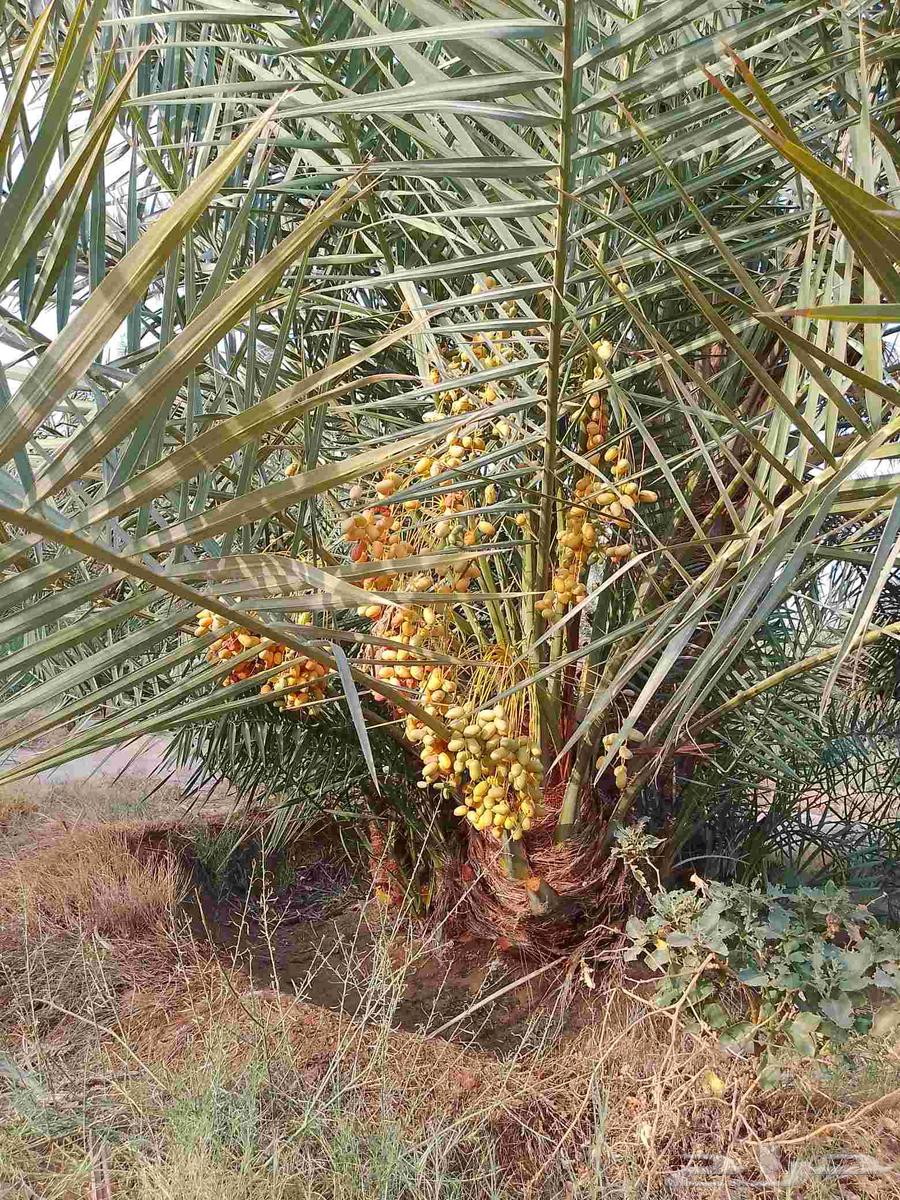 نخل مثمر للبيع خلاص صقعي برحي شيشي هلالي سكري منيفي64370799192577111