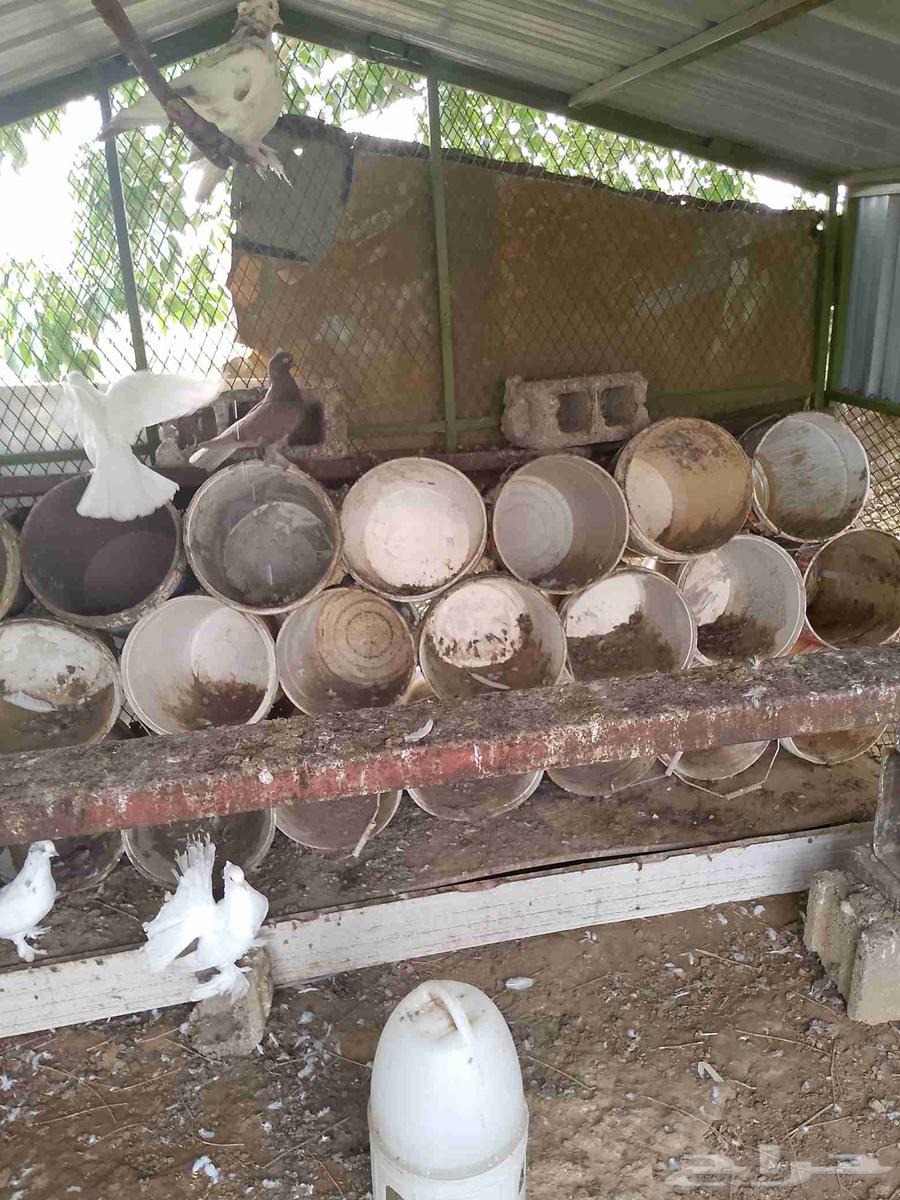 His brother's new net is three meters by two and a half meters with all his belongings64368966199553112