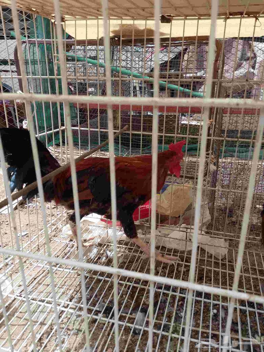 ديك2 ..للبيع. على السوم64367799526401112