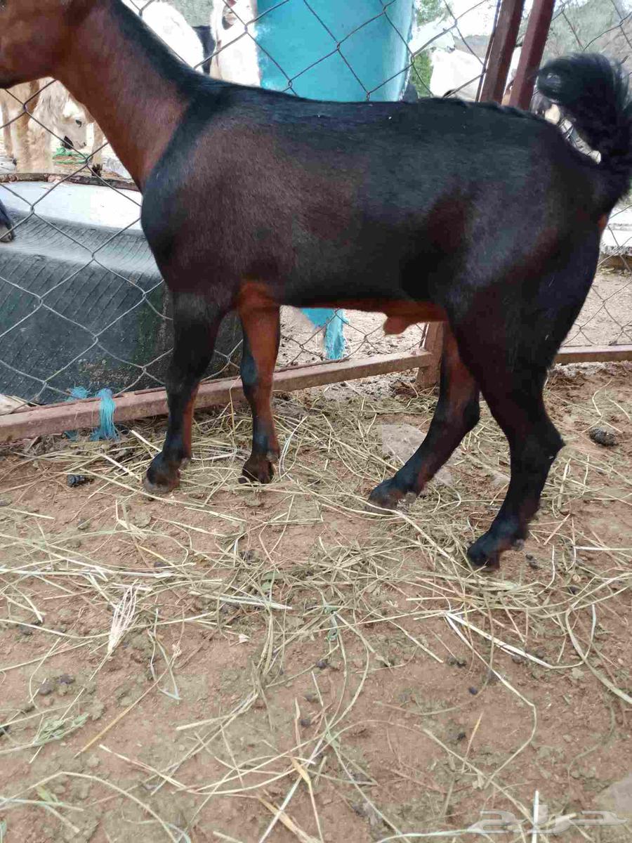 Goat for the elderly, approximately 3 months old, located in Al-Eidabi64376900390145110