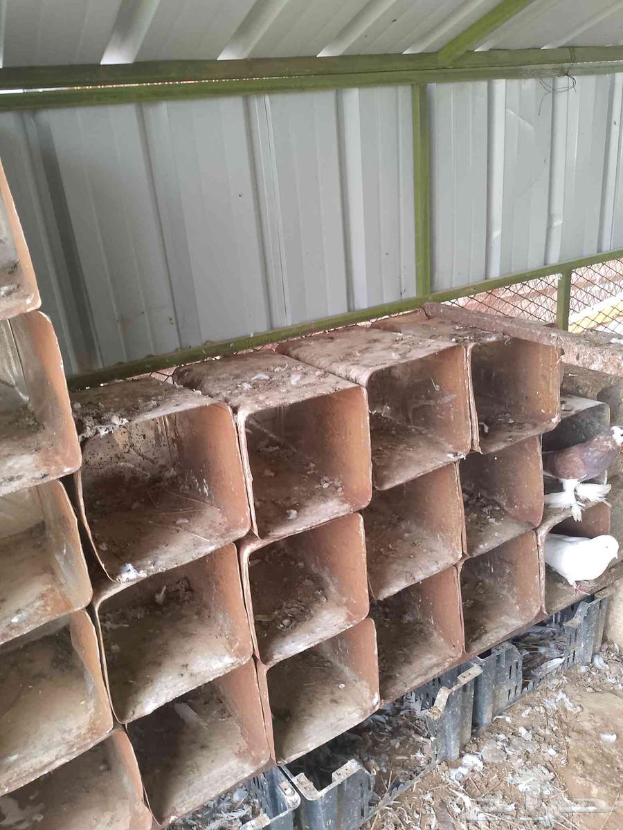 His brother's new net is three meters by two and a half meters with all his belongings64368966199553111