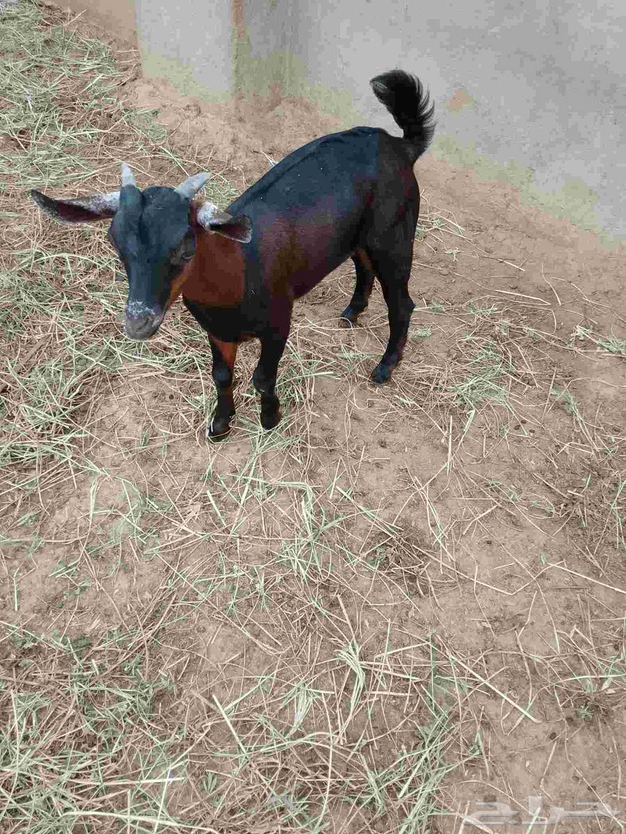 Goat for the elderly, approximately 3 months old, located in Al-Eidabi64376900390145112