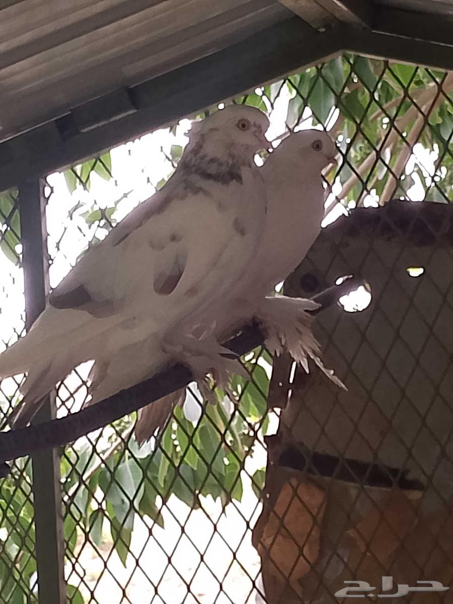 His brother's new net is three meters by two and a half meters with all his belongings64368966199553113