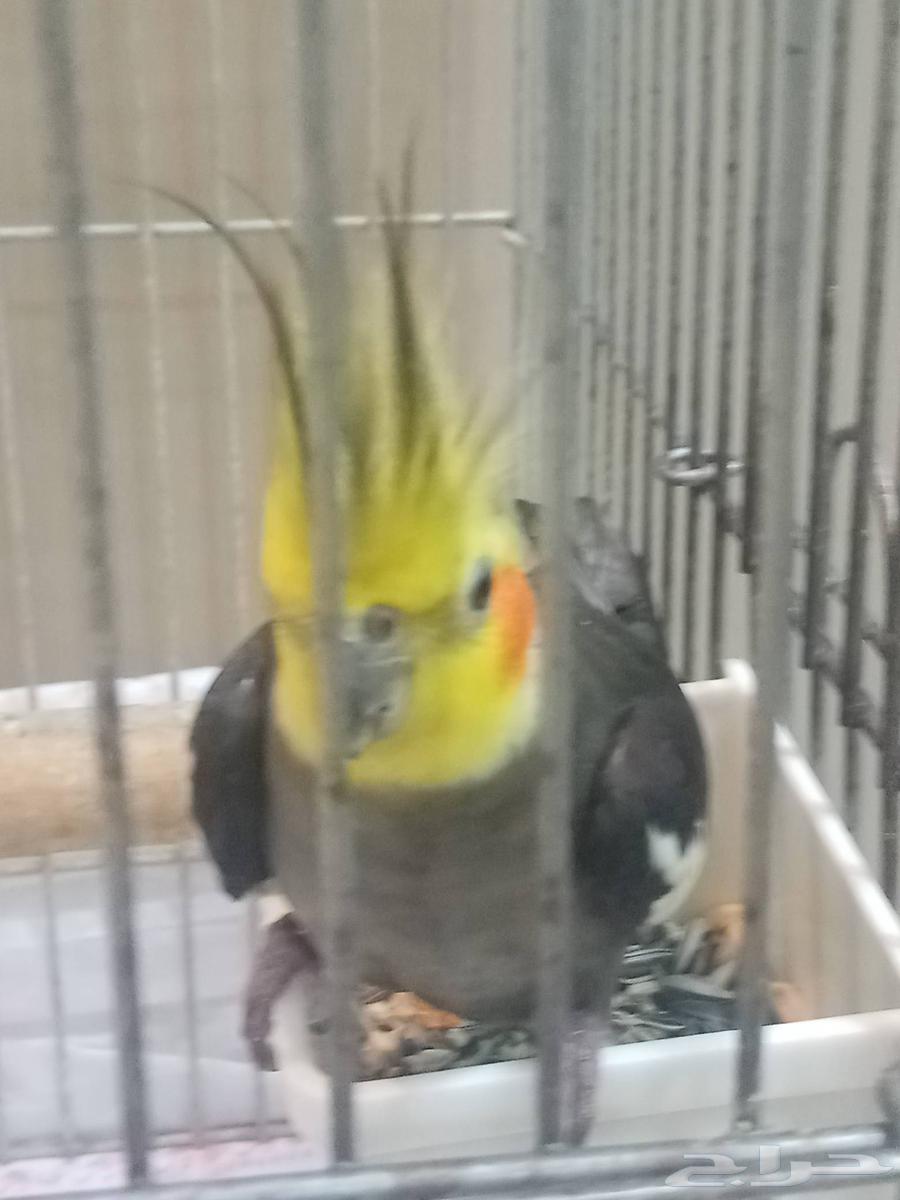 للبيع كروان أليف64369718766721112