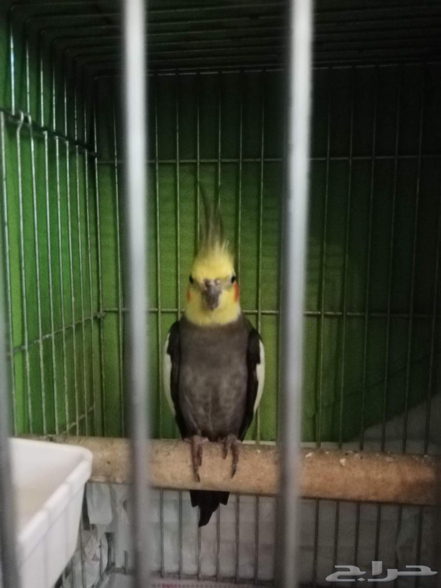 للبيع كروان أليف64369718766721111