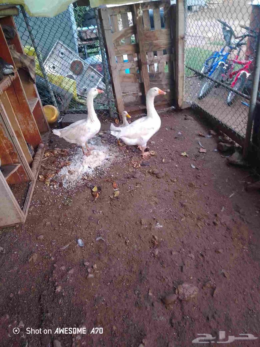 وز للبيع64365010990337111