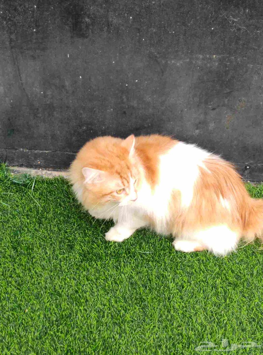 قطط للبيع على ذمة الشخص المشتري64370294405379111