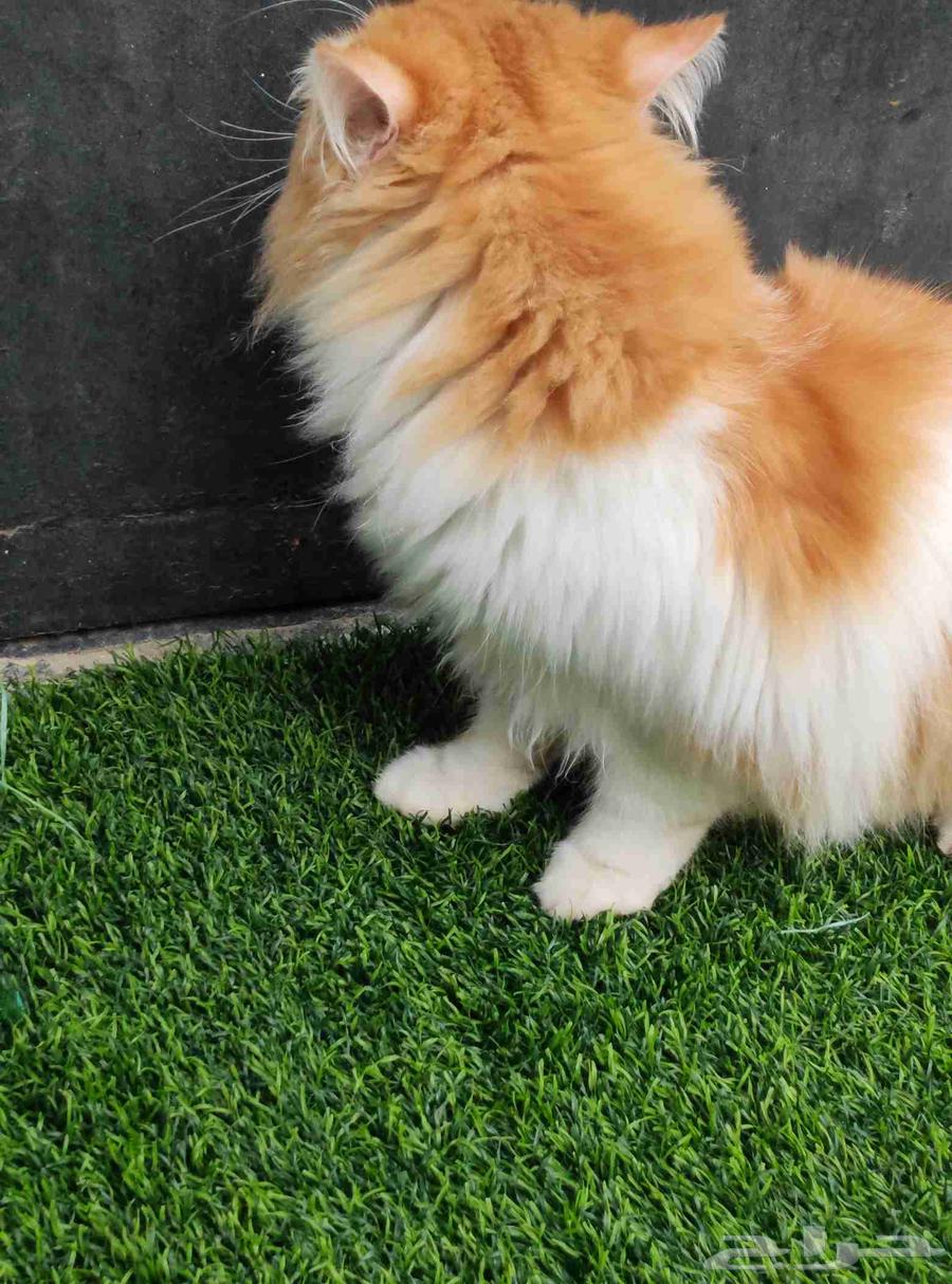 قطط للبيع على ذمة الشخص المشتري64370294405379112