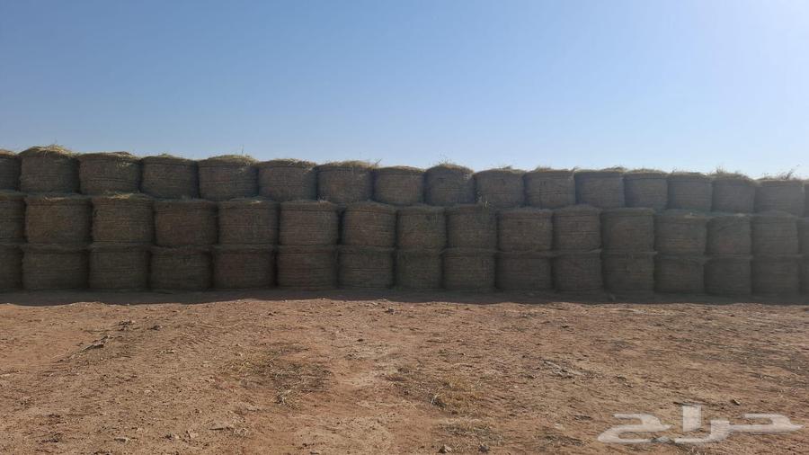 Smooth Automatic Rhodes Rolls64373019510530112