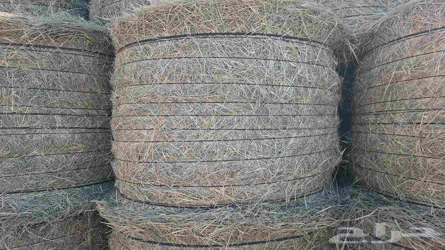 Smooth Automatic Rhodes Rolls64373019510530110