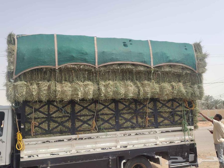 Rhodes Smooth64368674172803111