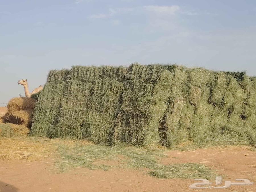 Rhodes Smooth64368674172803112