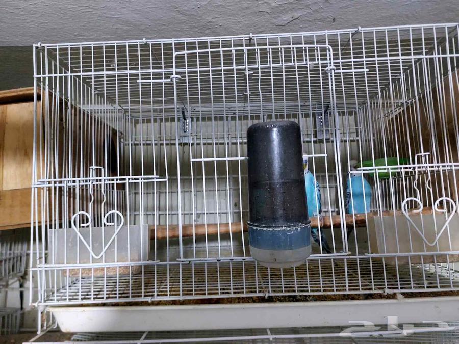 طيورالحب64375723632897113