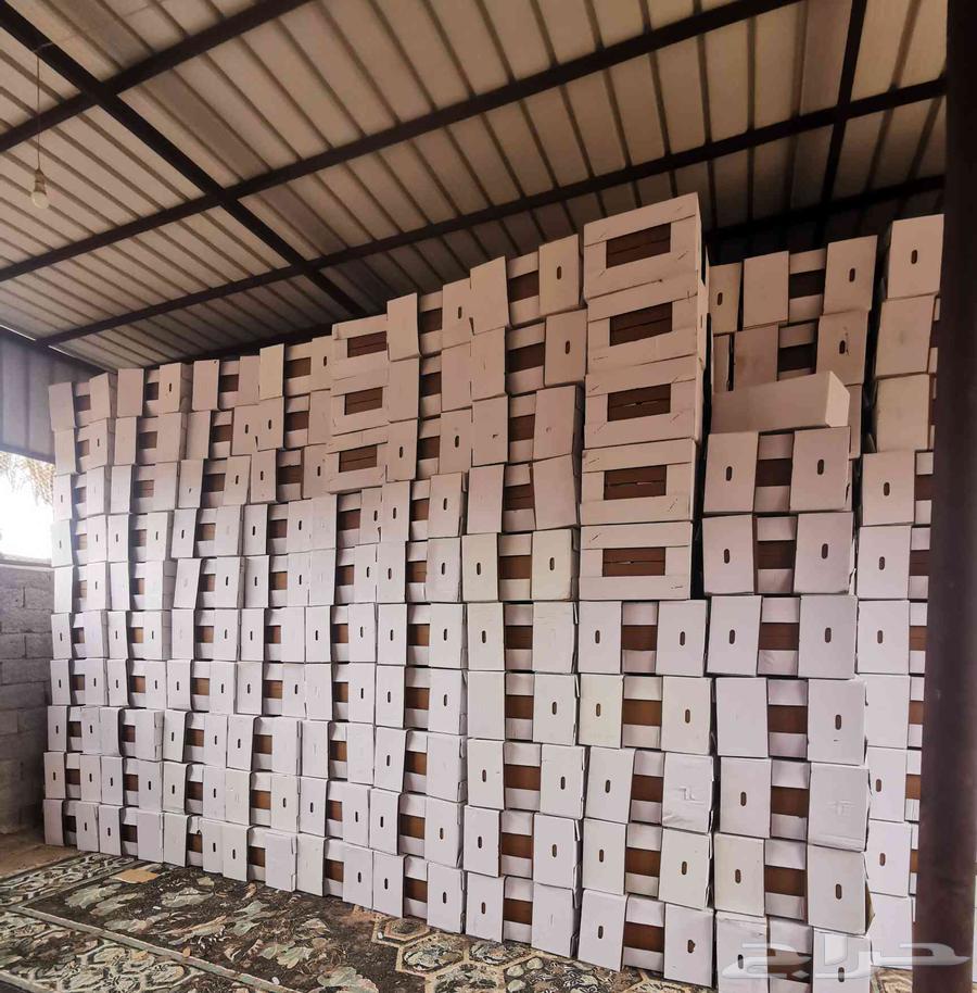 كرتون تمر ابيض للسوق64374141579265113