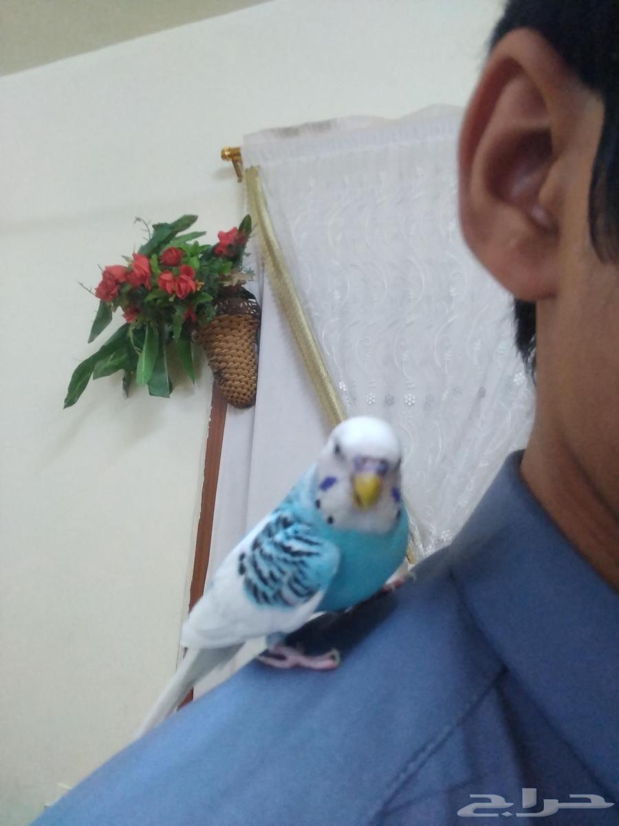 ببغاء مدرّب وصحي للبيع من 70 إلى 80 ريالاً64368995552129113