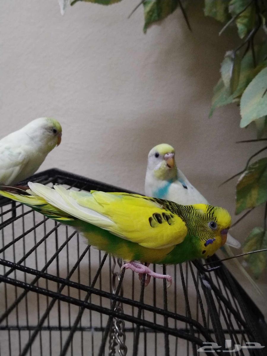 ببغاء مدرّب وصحي للبيع من 70 إلى 80 ريالاً64368995552129112