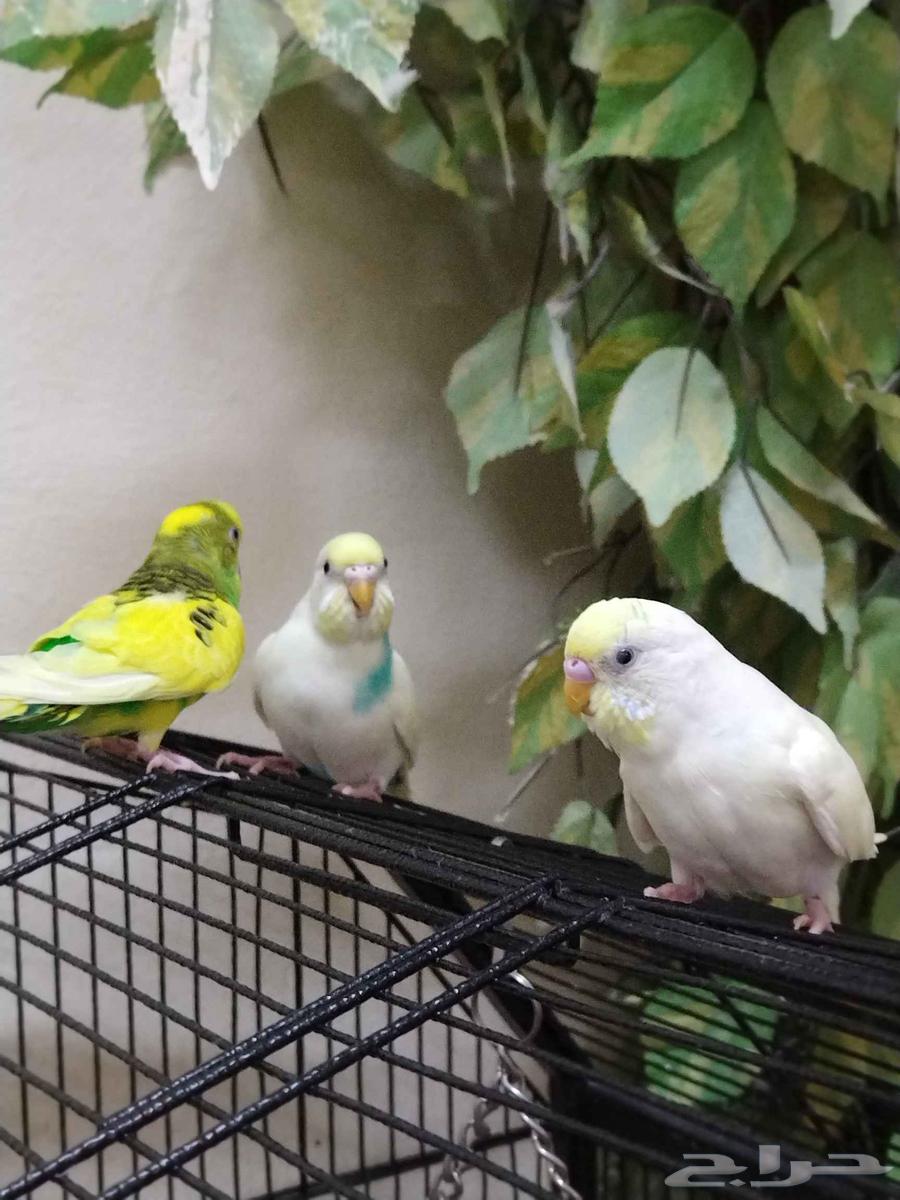 ببغاء مدرّب وصحي للبيع من 70 إلى 80 ريالاً64368995552129111