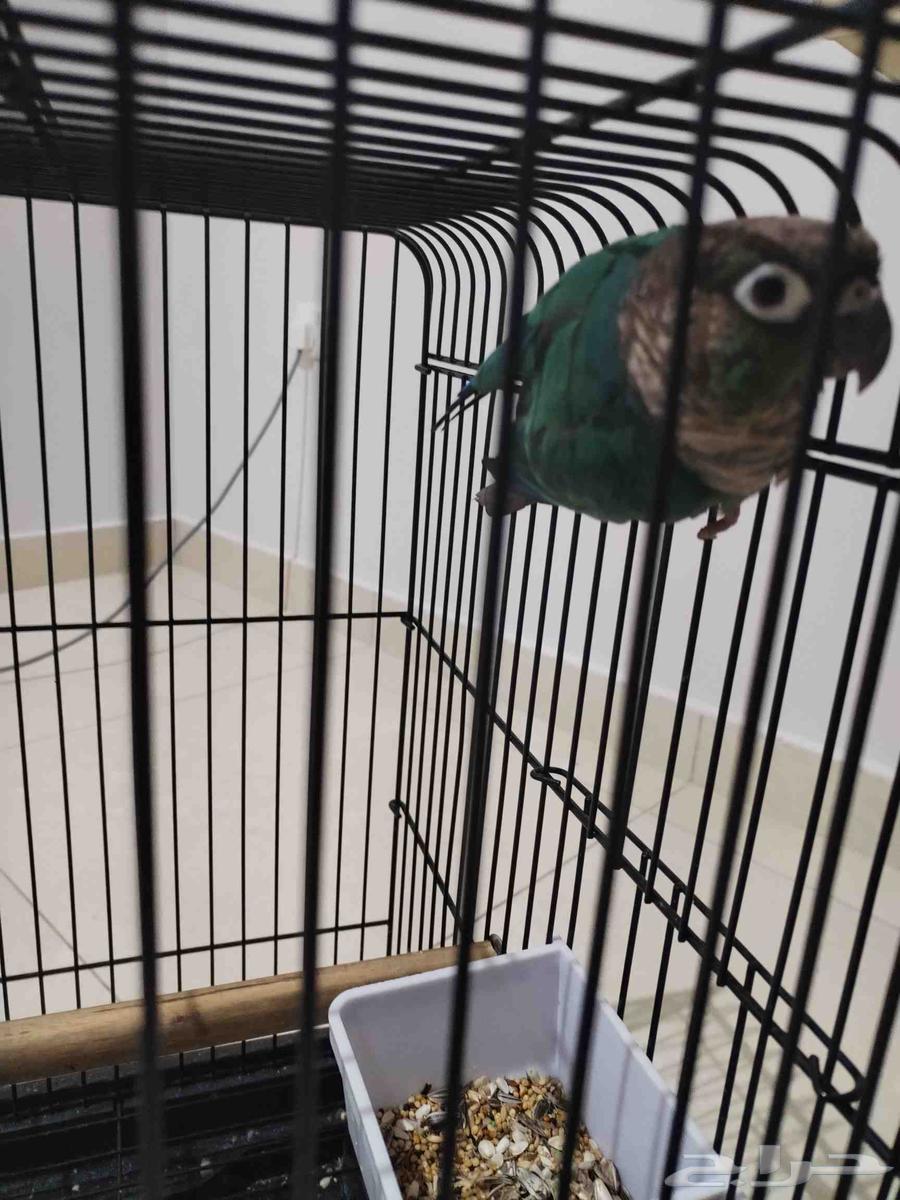 أنثى بلو شيك صافي64365350600066110