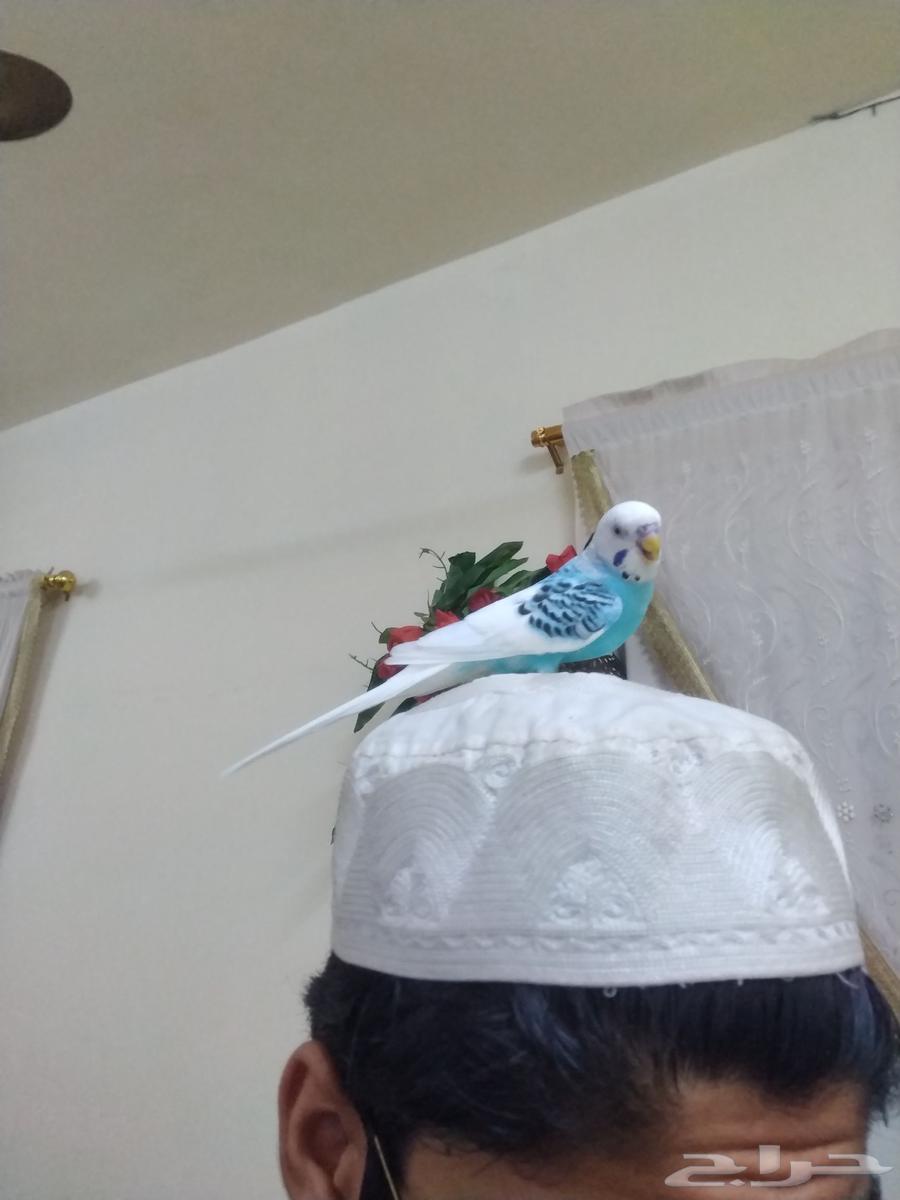 ببغاء مدرّب وصحي للبيع من 70 إلى 80 ريالاً64368995552129114