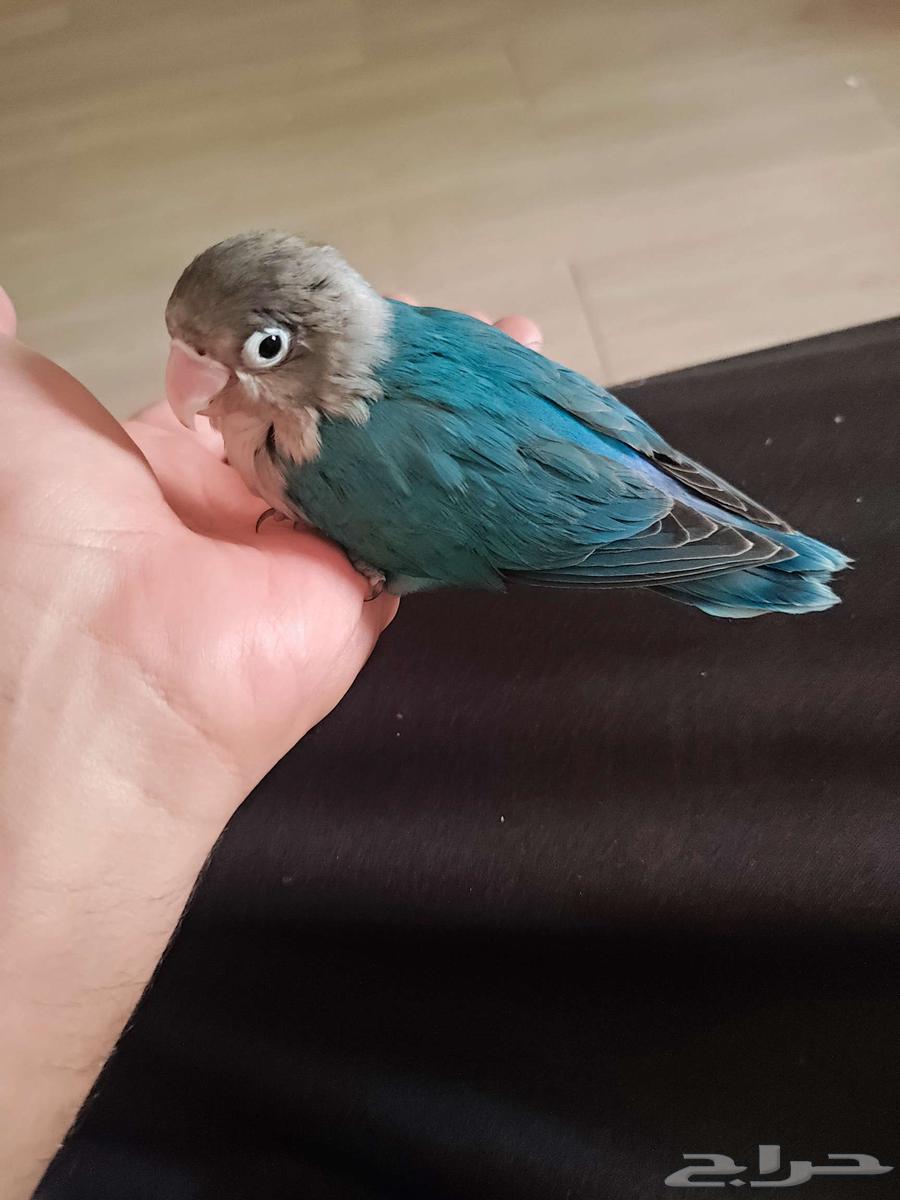 للبيع فرخ فيشر بلو64369849801345110