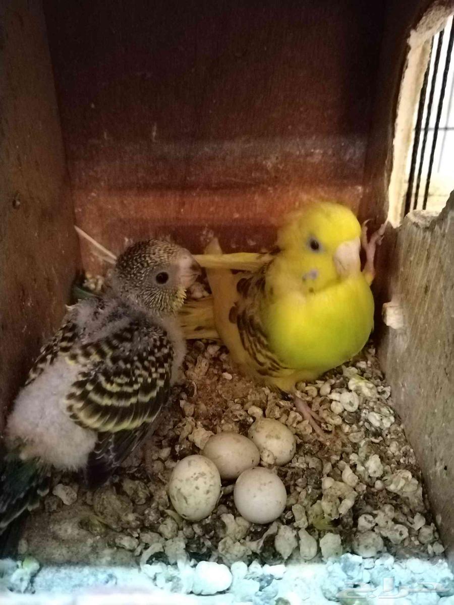 ببغاء مدرّب وصحي للبيع من 70 إلى 80 ريالاً64368995552129110