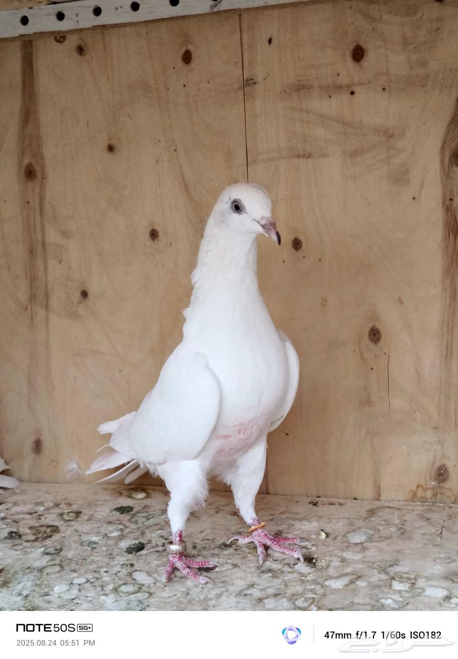 حمام باكستاني تم البيع64376480653187111