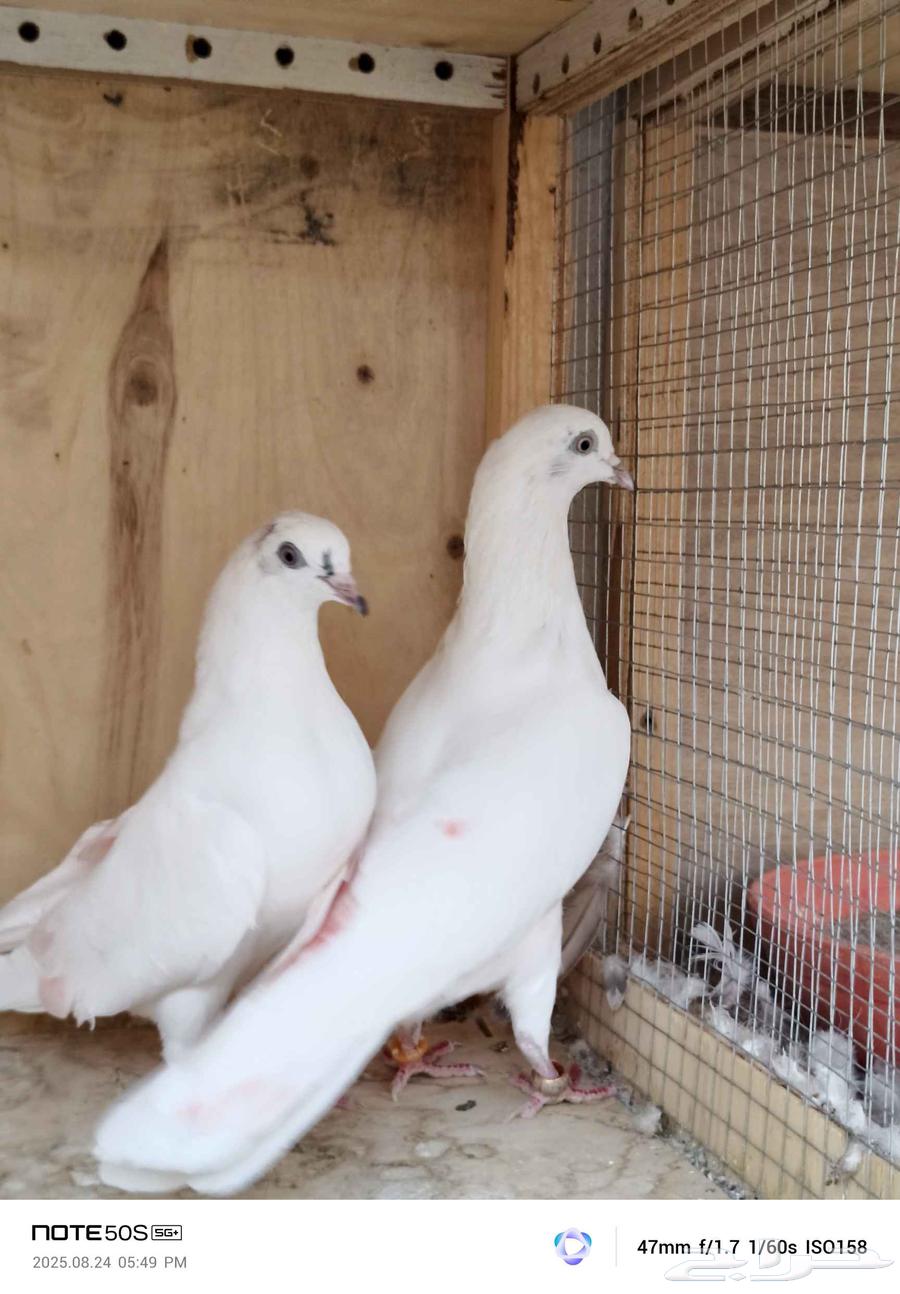 حمام باكستاني تم البيع64376480653187110