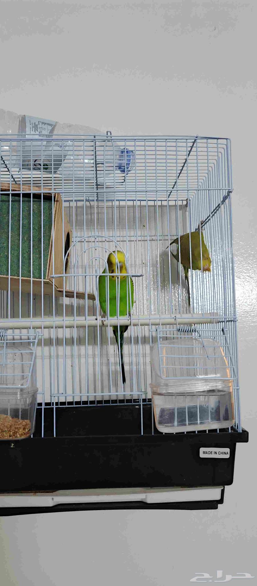 طيور الحب أو الباجي64374156313602111