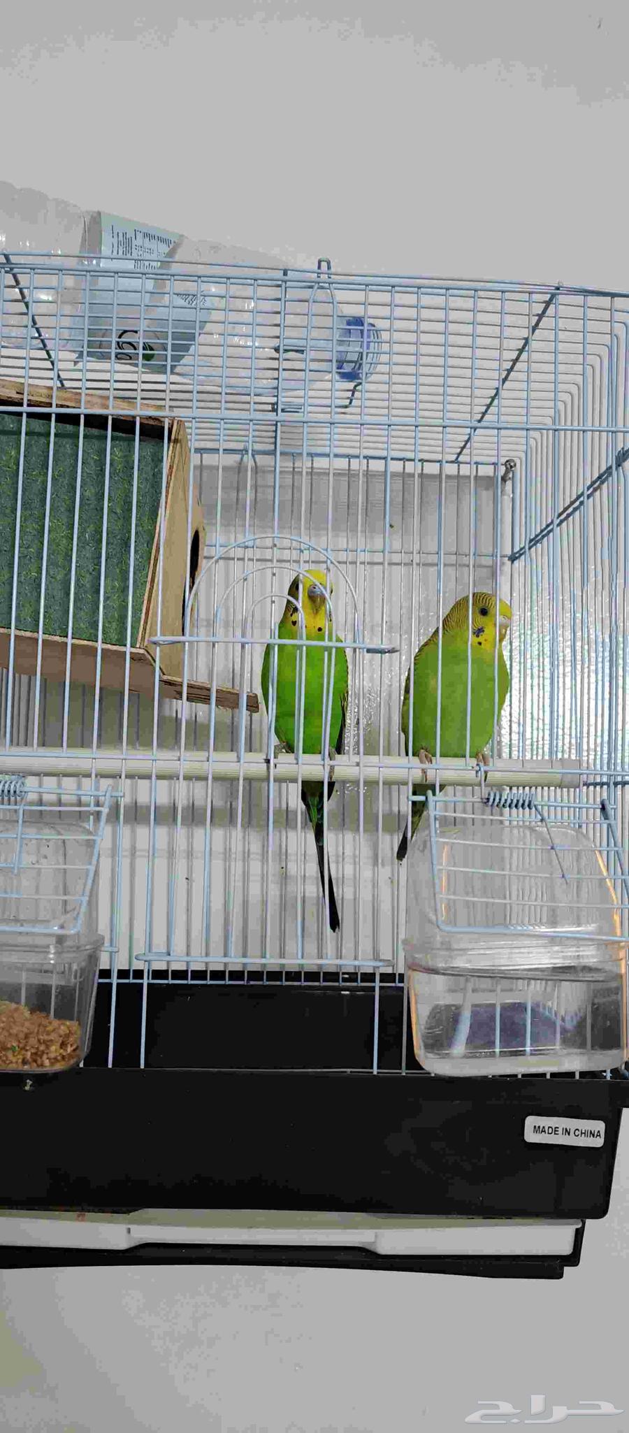 طيور الحب أو الباجي64374156313602110