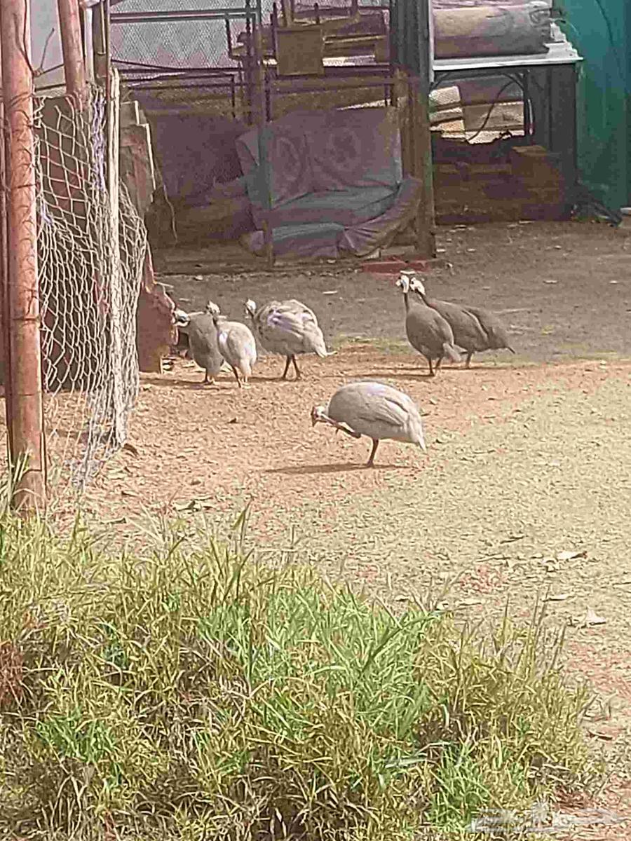 Houbara for sale, quantity 6, males 3 and females 3, location Beesh, Al Azamah village64365923741570110