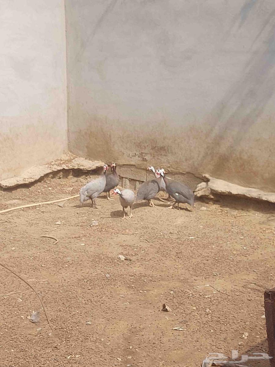 Houbara for sale, quantity 6, males 3 and females 3, location Beesh, Al Azamah village64365923741570112