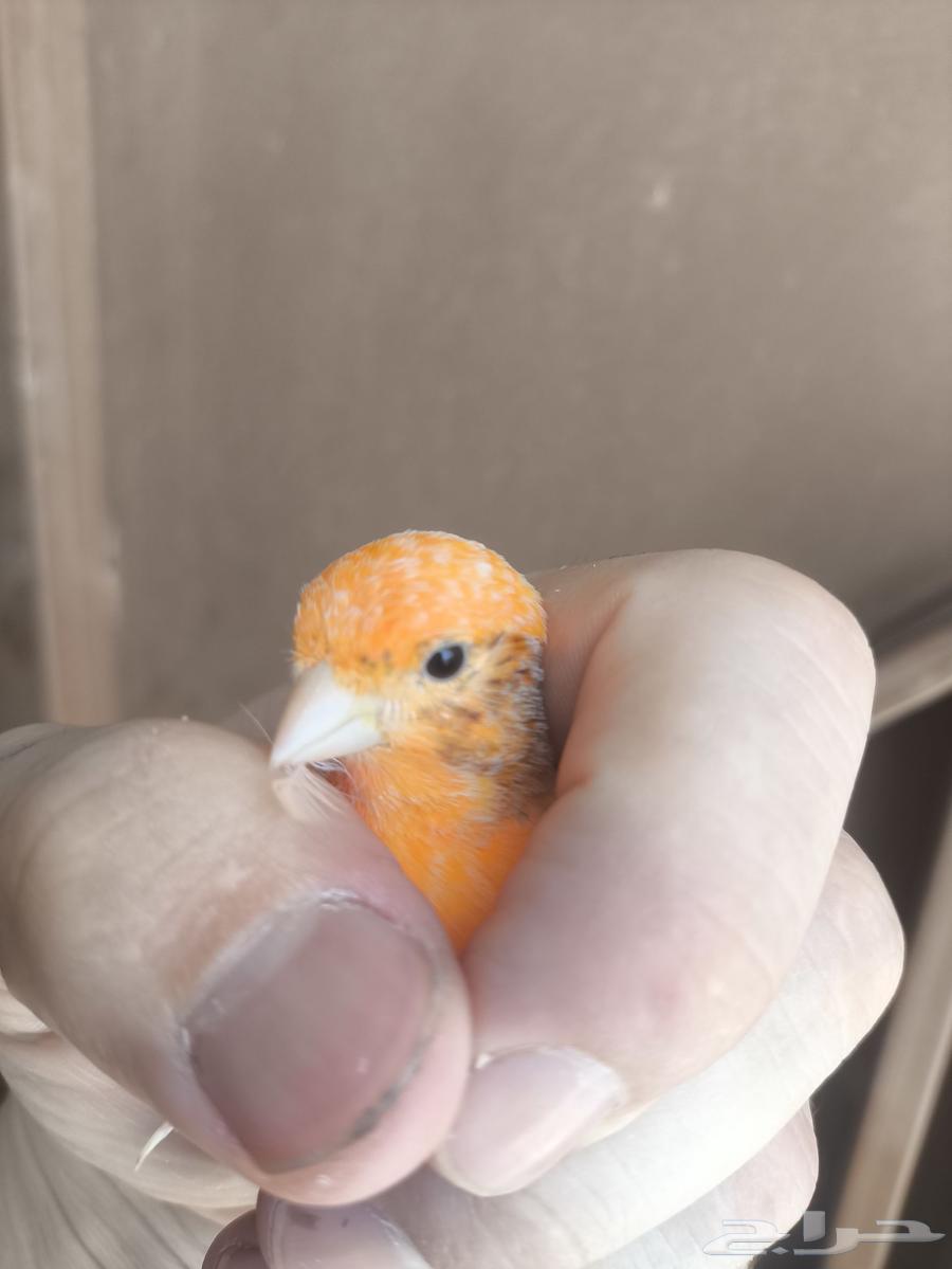 Canary pairs available, breeding and non-breeding64374934753154110