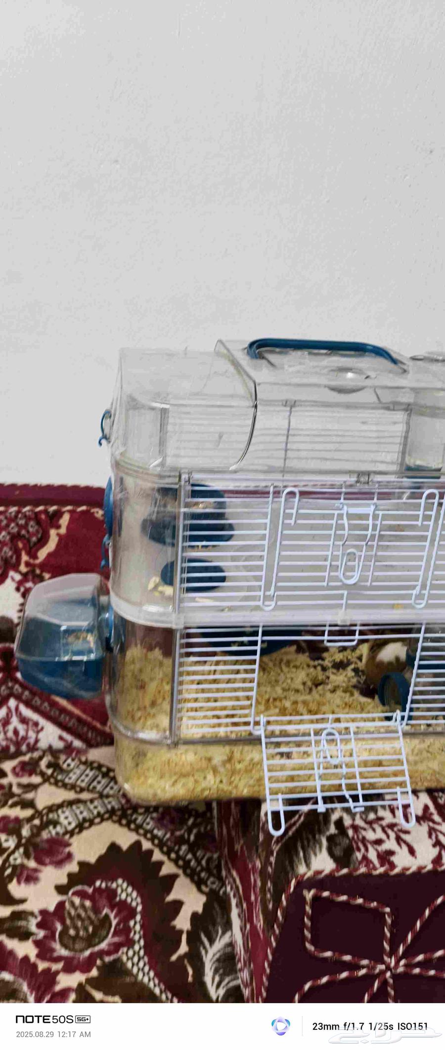 هامستر للبيع64363294195715110