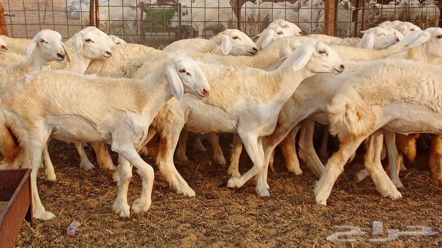 50-head stud farm establishment of Makani mares, stallion Fares64172203854081111