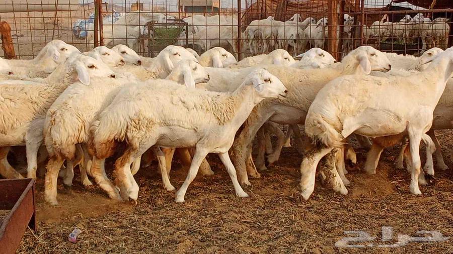 50-head stud farm establishment of Makani mares, stallion Fares64172203854081110