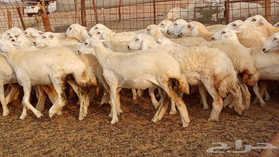 50-head stud farm establishment of Makani mares, stallion Fares64172203854081112