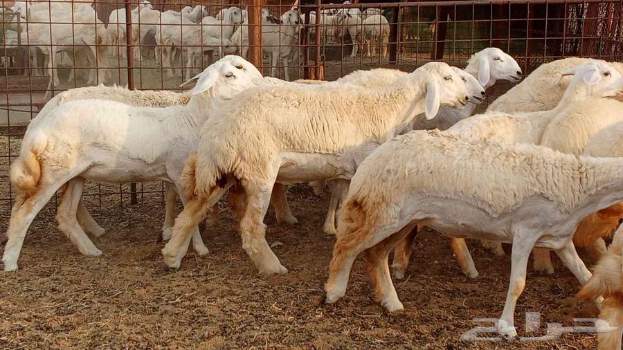 50-head stud farm establishment of Makani mares, stallion Fares64172203854081113