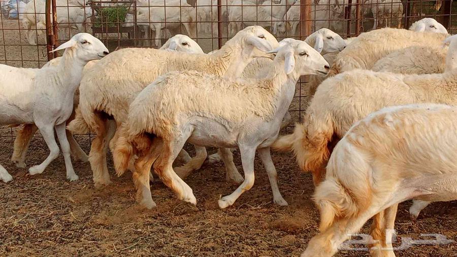 50-head stud farm establishment of Makani mares, stallion Fares64172203854081114