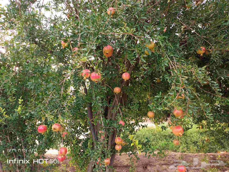 رمان درجه أولى64371657832834111